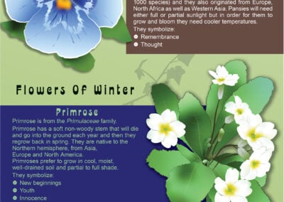 Flowers of The 4 Seasons